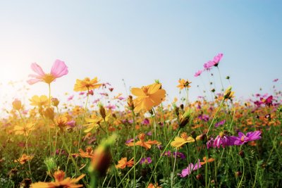 Hoe krijg je de lente in huis?